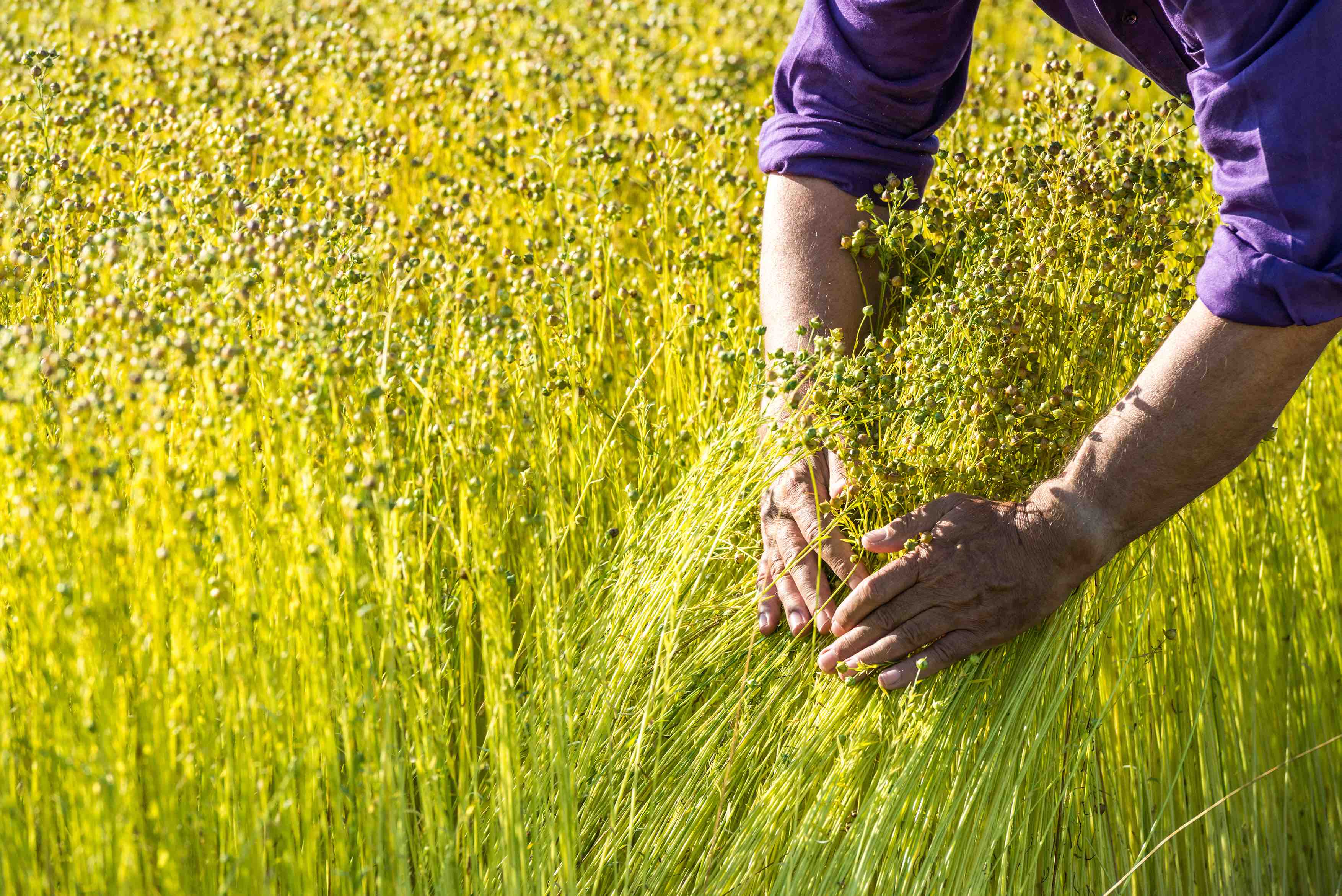 Le lin, une plante qui a la fibre- Plantes et Santé