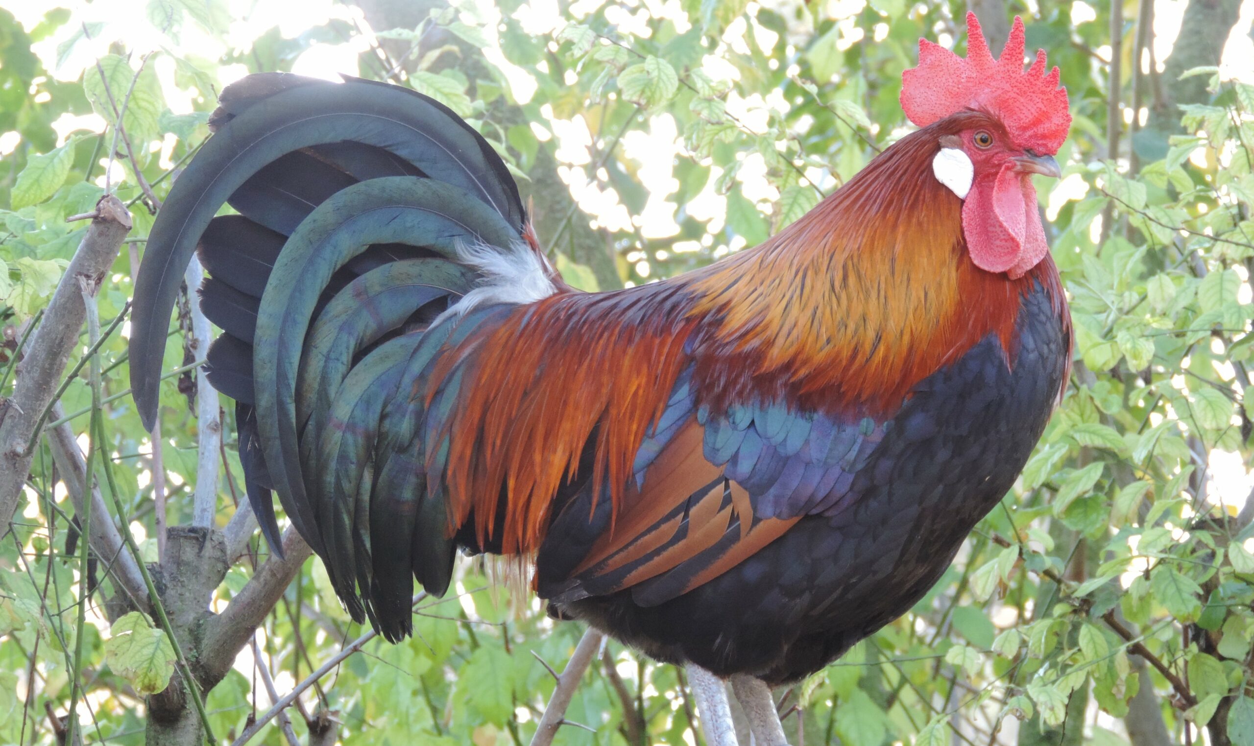 Mag In France Focus Le Coq Gaulois En P ril